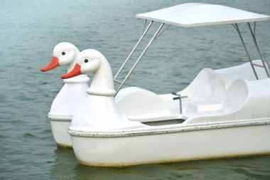 Gölün ortasındaki beyaz ördek tekne yüzen.
