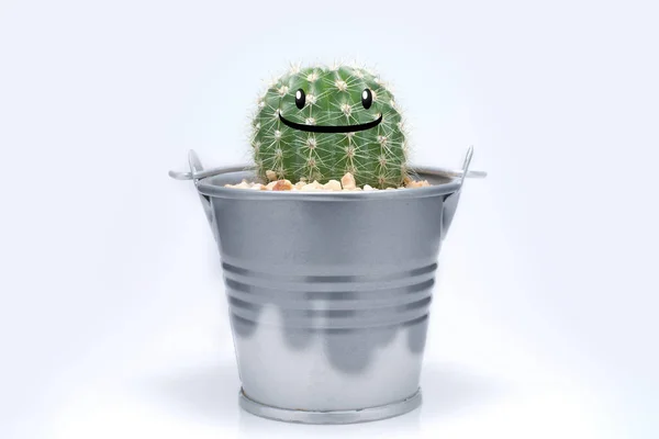 Cactus en seau métallique et fond blanc . — Photo