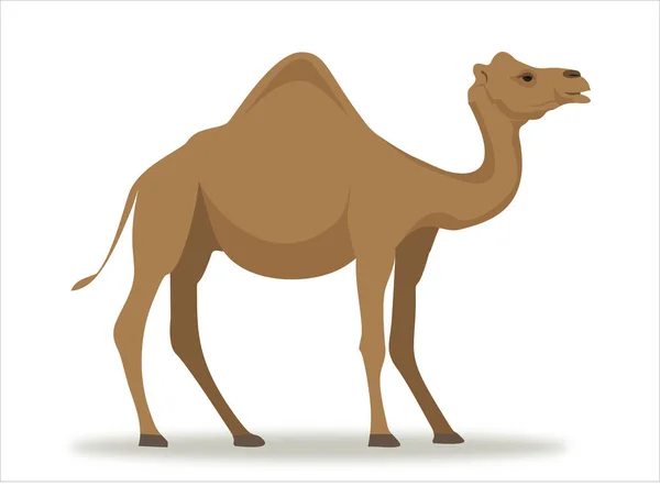 Arabian Camel Isolerad Vit Bakgrund — Stock vektor