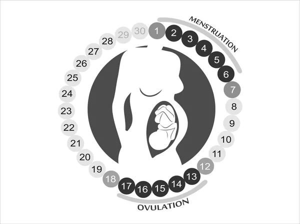 Ciclo Menstrual Diseño Planificadores Del Calendario Femenino — Vector de stock