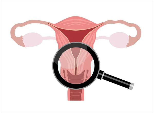 Gebärmutter Und Eierstöcke Organe Des Weiblichen Fortpflanzungssystems — Stockvektor