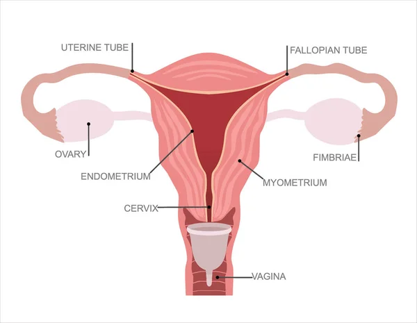 Menstrual Cup Feminine Hygiene Product Device Collecting Blood Menstruation Period — Stockvector