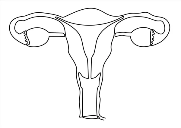 Disegno Continuo Una Linea Illustrazione Vettoriale Del Sistema Riproduttivo Femminile — Vettoriale Stock