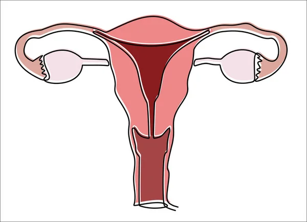 Desenho Contínuo Uma Linha Ilustração Vetorial Sistema Reprodutivo Feminino —  Vetores de Stock