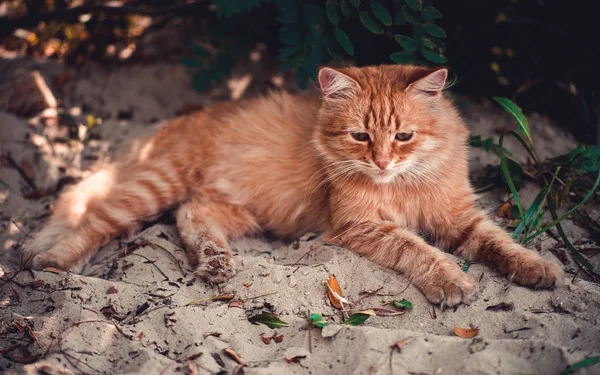 En röd katt ligger på stranden. — Stockfoto