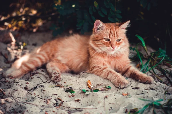 Um gato vermelho está deitado na praia . — Fotografia de Stock