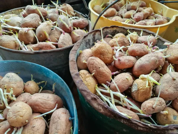 Ekmek için lahana ve patates.