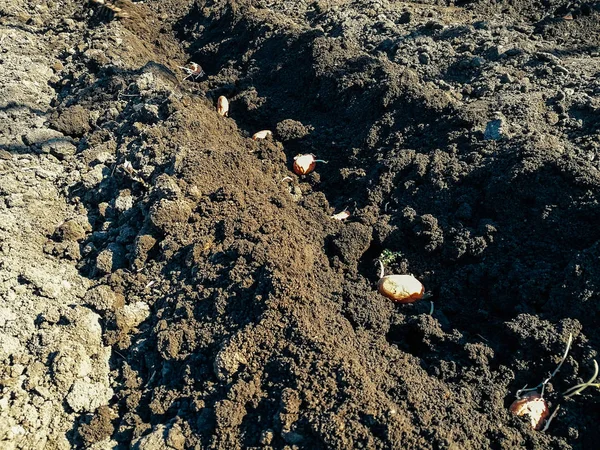 행에 토양에서 촬영 된 감자. — 스톡 사진
