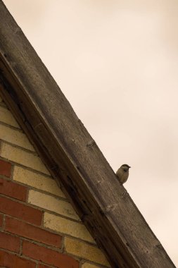 Kuş bir çatıda oturur