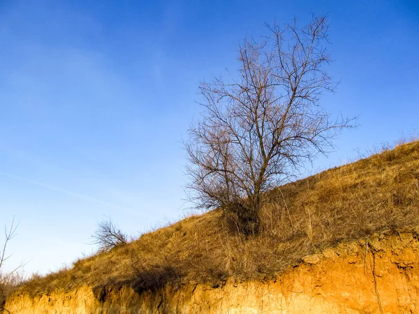 Torrt träd på en sluttande kulle — Stockfoto