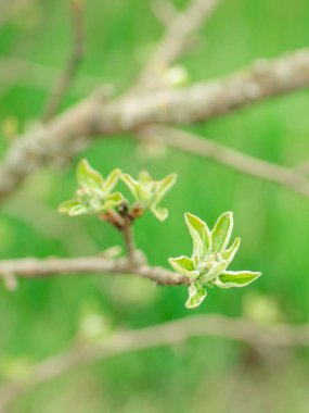 yaprak ve genç armut tomurcukları.