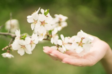 bir dal çiçek badem çiçek el tutar