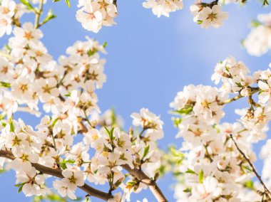 badem ağacı çiçek