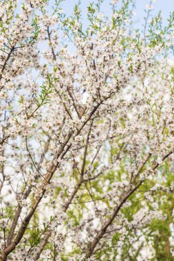 badem ağacı çiçek