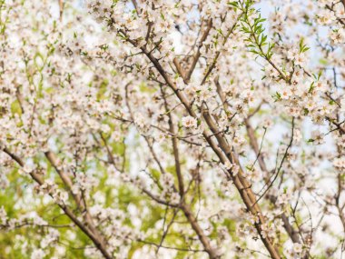 badem ağacı çiçek