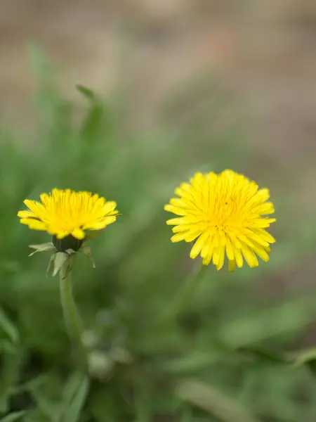 春に黄色のタンポポ — ストック写真