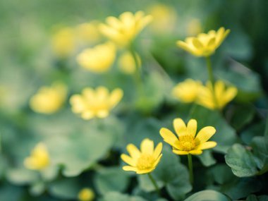 Düğünçiçekleri sarı yakın çekim.