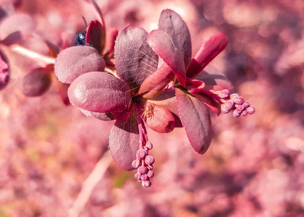 Barberry θάμνος κοντινό πλάνο — Φωτογραφία Αρχείου