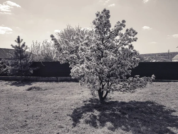 Груша дерево, квітуче — стокове фото