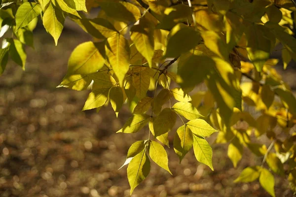 Ηλιόλουστα φύλλα σε κλαδί δέντρου. Φυσικό θολό φόντο. Φθινοπωρινό πάρκο. — Φωτογραφία Αρχείου