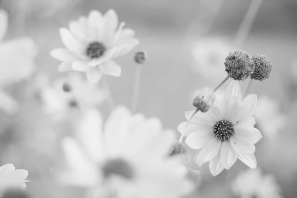 美しいルドケビアの花は夏の庭で成長します、 bw写真 — ストック写真