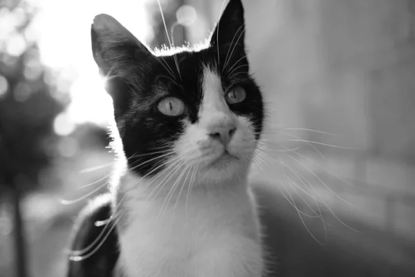 Tricolor cat sitting outdoor on the doorstep. Maneki neko kitty facial portrait. Black and white photo. — Stock Photo, Image