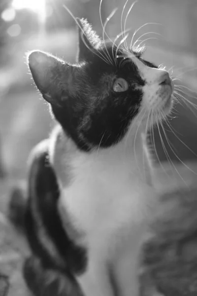 Tricolor kočka sedí venku na slunci. Maneki neko, kočičí portrét. Černobílá fotografie. — Stock fotografie
