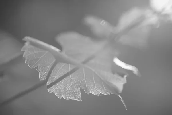 Φύλλα σταφυλιού φυτρώνουν στο κλαδί, φως ηλιοβασιλέματος. Φωτογραφία BW. — Φωτογραφία Αρχείου