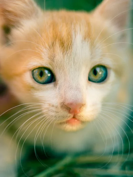 Precioso jengibre blanco gatito con ojos verdes — Foto de Stock