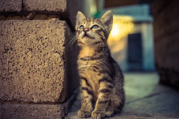 Szép tabby cica ül az udvaron a kő padlón, egy gyönyörű portré egy aranyos macska néz fel. — Stock Fotó