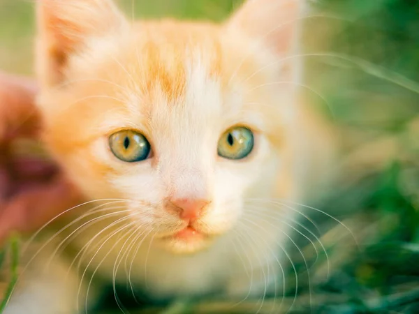 Anak kucing jahe di rumput, hari yang cerah di taman . — Stok Foto