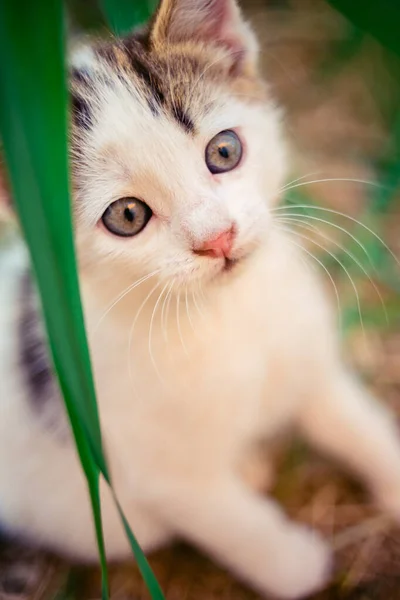 Beau chaton blanc assis dans l'herbe, animaux domestiques se détendre dans le jardin d'été . — Photo