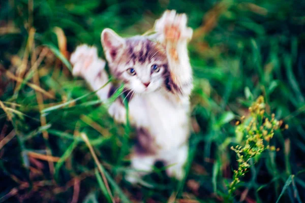 Ataque gato. El gatito atacante está jugando. Borrosa. . — Foto de Stock