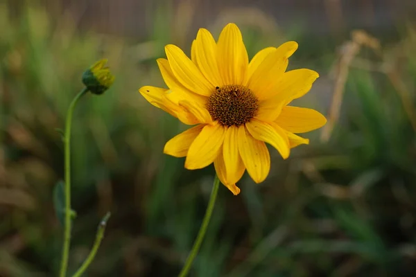 Żółty kwiat rudbeckia rosną w ogrodzie letnim. — Zdjęcie stockowe