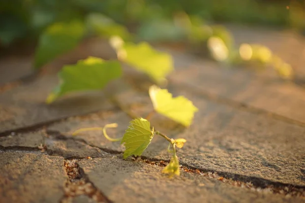 Folhas de uva verdes frescas em um jardim ensolarado ao pôr do sol — Fotografia de Stock