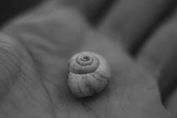 Snail shell in human palm, macro photo, black and white — ストック写真