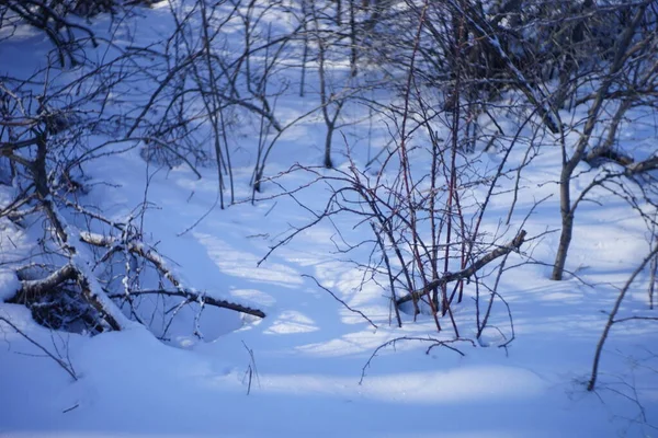 Sneeuwwoud na een sneeuwstorm. Droge takken en bomen in de sneeuw. Zonnige ijzige dag. — Stockfoto