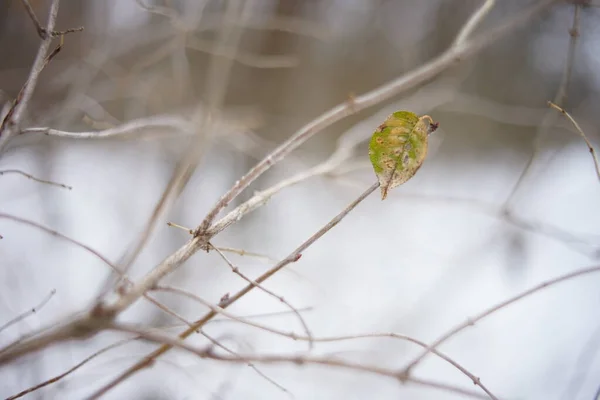 Última hoja en las ramas desnudas en el bosque de invierno . — Foto de Stock