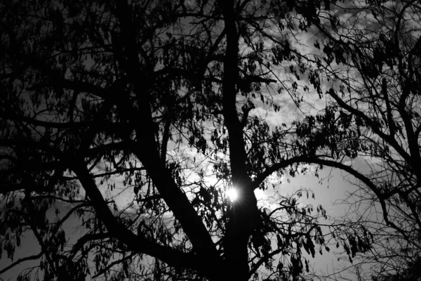 Tree silhouette on sky background. Sun with rays around the trunk. Black and white photography — ストック写真