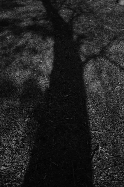 Shadow of a large bare tree on the ground with grass and leaves. — ストック写真