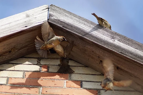 Sparvar flyger upp till sitt bo i taket på huset — Stockfoto