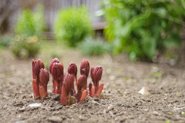 Pequeños brotes rojos de peonía crecen en un jardín de primavera . —  Fotos de Stock