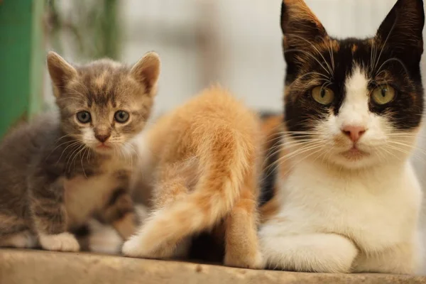 Tricolor cat mom and his little kittens, funny family portrait outdoors . — Stok Foto