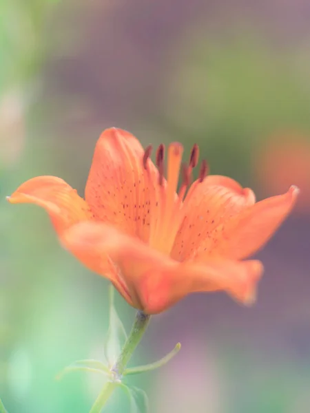 여름 정원에서 오렌지 백합 꽃 — 스톡 사진
