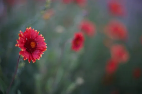 Rudbeckia flores rosadas crecen en el jardín . —  Fotos de Stock