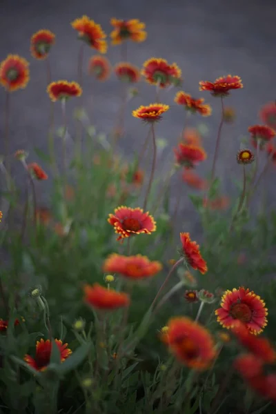 Rode bloemen gaillardia groeien in de tuin. — Stockfoto