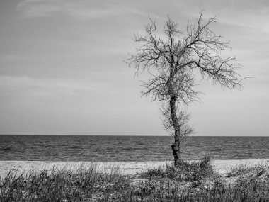 Yaşlı kuru ağaç deniz sahilinde yetişir. Siyah beyaz fotoğraf