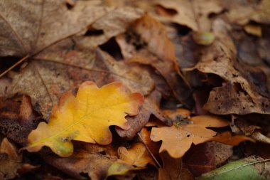 Ormanda sonbahar yaprakları. Sonbahar doğal arka planı.