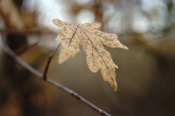 Παλιό καφέ, στεγνό φύλλο σφενδάμου σε ένα κλαδί δέντρου. Φθινοπωρινό δάσος. Θολή φυσικό υπόβαθρο. — Φωτογραφία Αρχείου