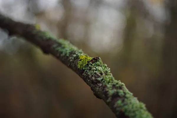 Musgo verde en una delgada rama de árbol en el bosque — Foto de Stock